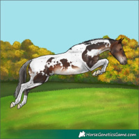Horse Color:White Spotted Brown Tobiano 