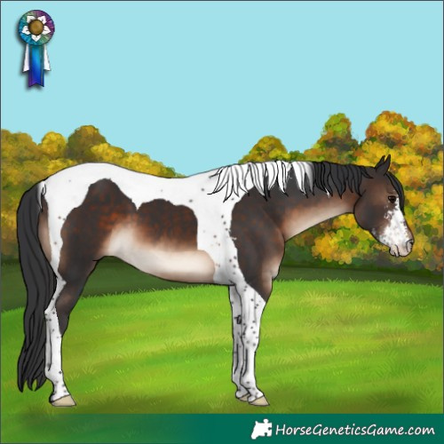 Horse Color:Brown Sabino Tobiano 