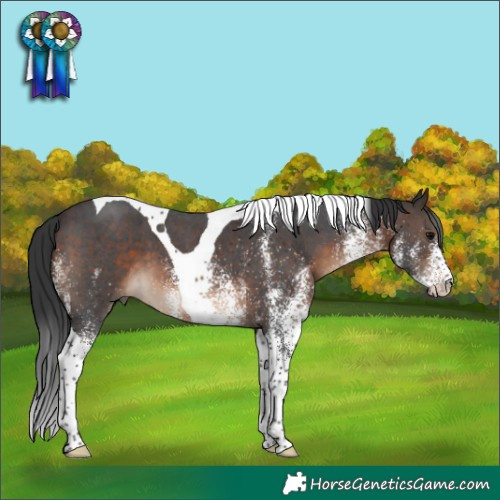 Horse Color:White Spotted Brown Tobiano 