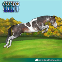 Horse Color:White Spotted Brown Tobiano