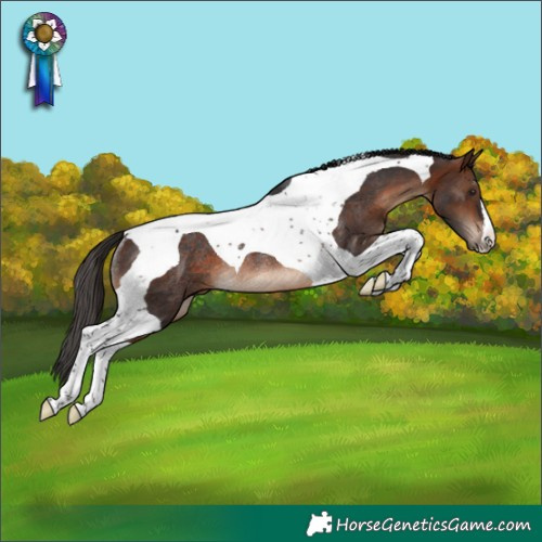 Horse Color:Brown Tobiano Rabicano