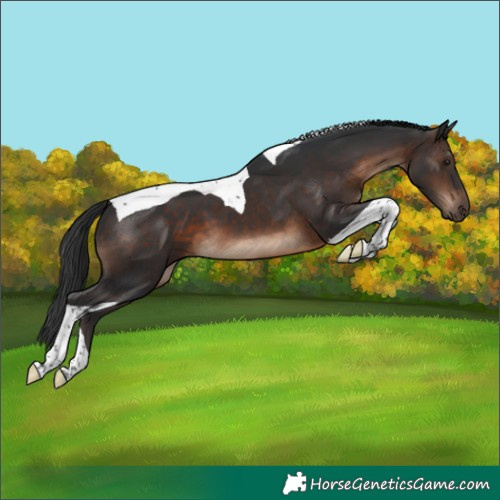 Horse Color:Brown Tobiano
