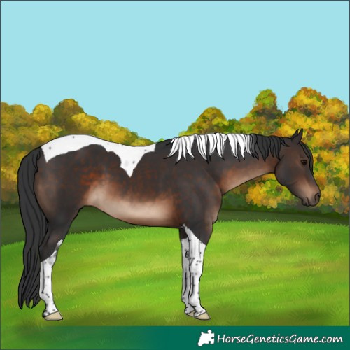 Horse Color:Brown Tobiano 