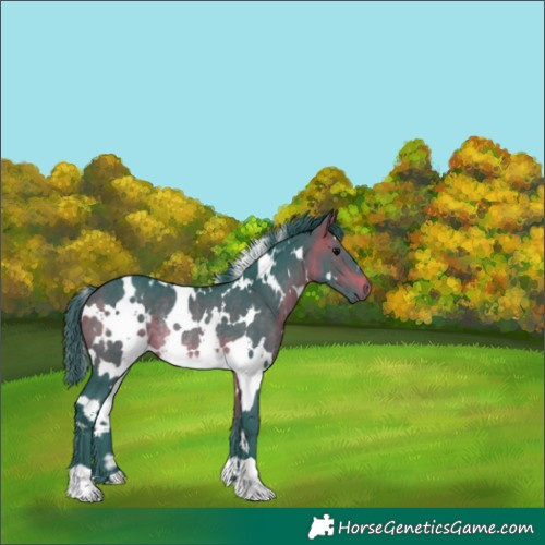 Horse Color:Watercolor White Spotted Brown Rabicano 