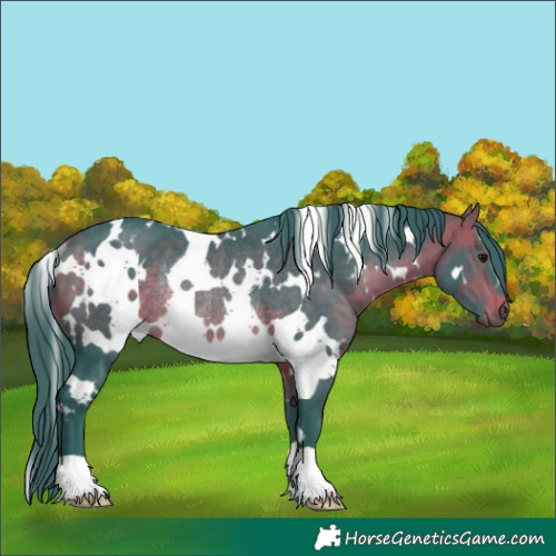 Horse Color:Watercolor White Spotted Brown Rabicano