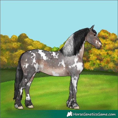 Horse Color:White Spotted Brown