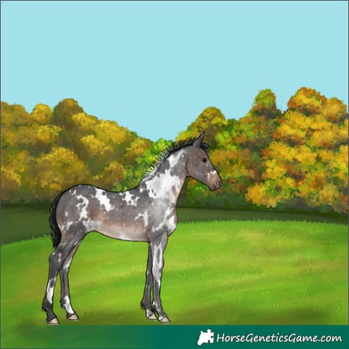 Horse Color:White Spotted Brown 