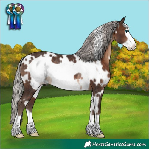 Horse Color:White Spotted Silver Brown Frame Rabicano 
