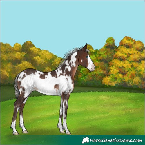 Horse Color:White Spotted Silver Brown Frame Rabicano 