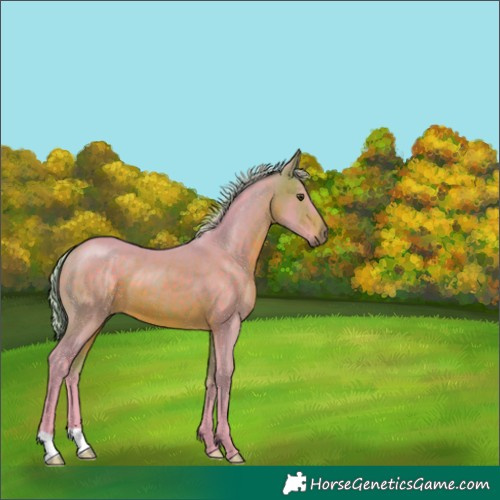 Horse Color:Watercolor Silver Brown 