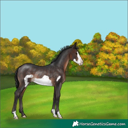 Horse Color:Brown Frame Rabicano