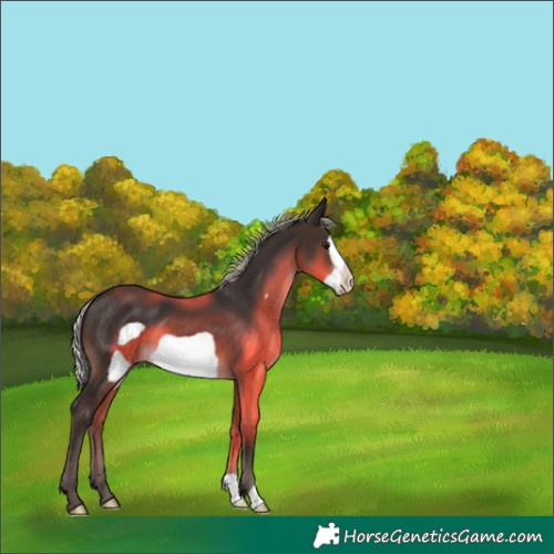 Horse Color:Silver Brown Frame