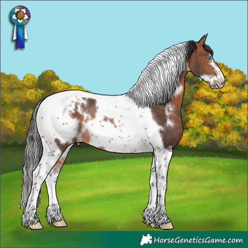 Horse Color:White Spotted Bay Tobiano Frame Rabicano