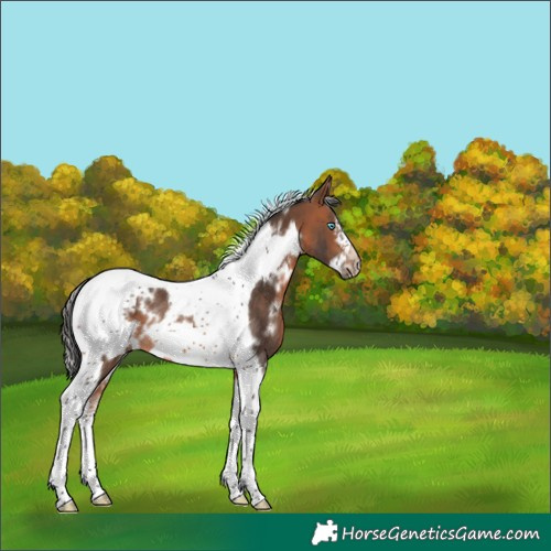 Horse Color:White Spotted Bay Tobiano Frame Rabicano