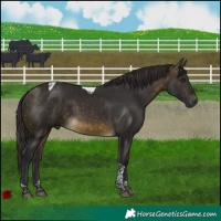 Horse Color:Buckskin Tobiano