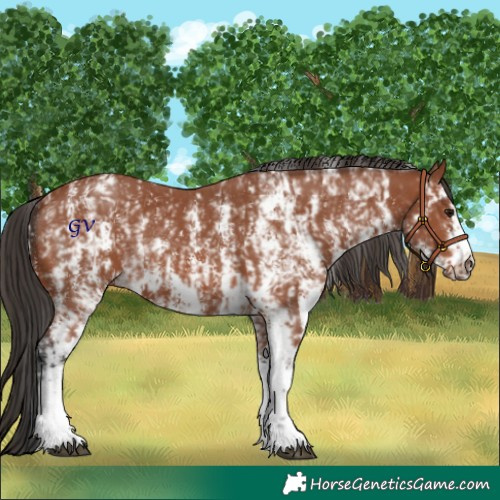 Horse Color:Bay Sabino Rabicano  and Bay Sabino Frame Rabicano 