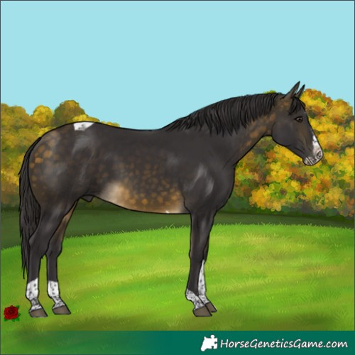 Horse Color:Buckskin Splash Tobiano 