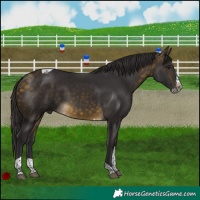 Horse Color:Buckskin Splash Tobiano 