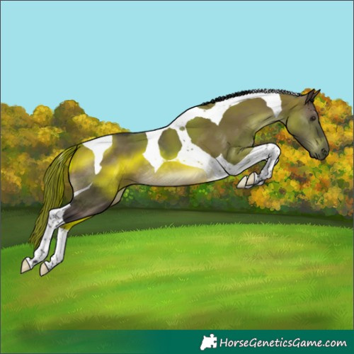 Horse Color:Brown Dun Tobiano