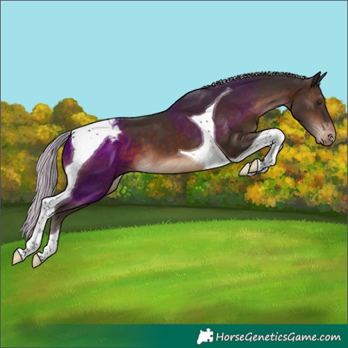 Horse Color:Silver Brown Tobiano Appaloosa
