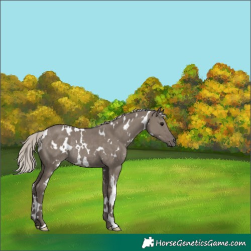 Horse Color:White Spotted Silver Grullo Rabicano 