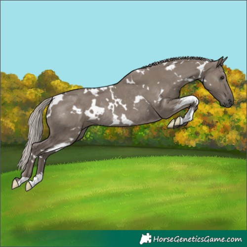 Horse Color:White Spotted Silver Grullo Rabicano