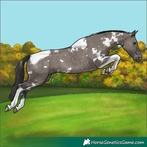 Horse Color:White Spotted Grullo Tobiano Appaloosa Rabicano Brindle 