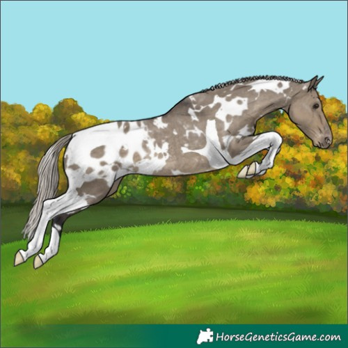 Horse Color:White Spotted Silver Smoky Grullo Tobiano Appaloosa Rabicano 