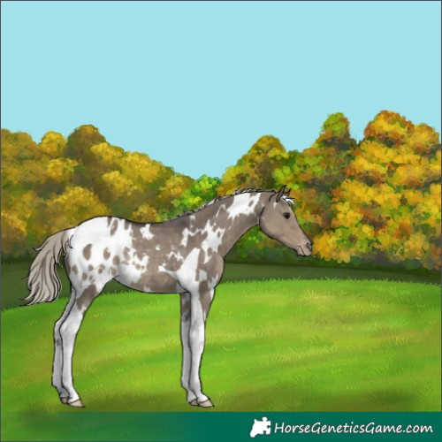 Horse Color:White Spotted Silver Smoky Grullo Tobiano Appaloosa Rabicano 