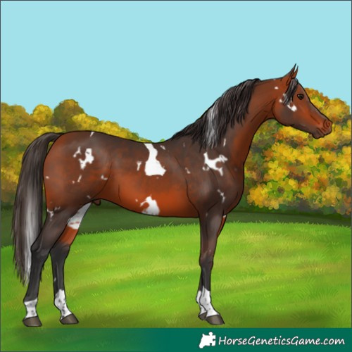 Horse Color:White Spotted Bay Tobiano Rabicano 