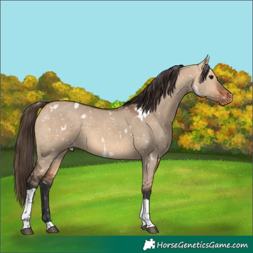 Horse Color:White Spotted Bay Dun Tobiano Appaloosa Rabicano