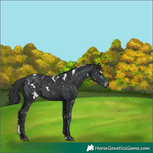 Horse Color:White Spotted Black Tobiano Appaloosa Rabicano 