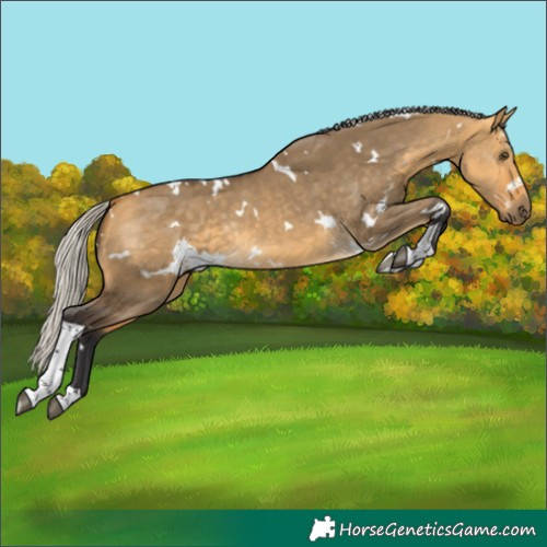Horse Color:White Spotted Silver Buckskin Dun Tobiano Rabicano