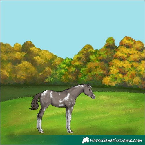 Horse Color:White Spotted Smoky Grullo Tobiano Frame Appaloosa Rabicano 