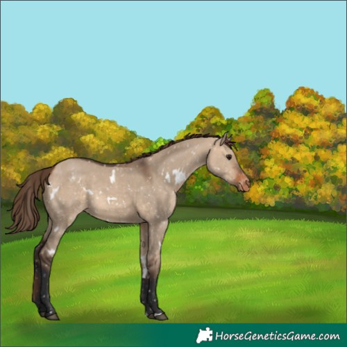 Horse Color:White Spotted Bay Dun Appaloosa Rabicano 
