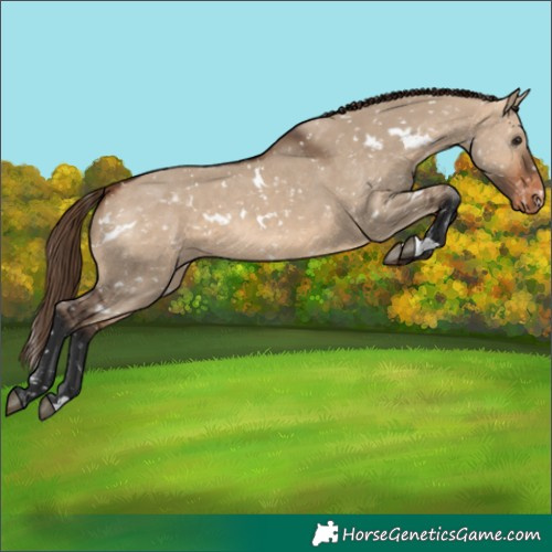 Horse Color:White Spotted Bay Dun Appaloosa Rabicano 