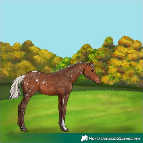Horse Color:White Spotted Silver Brown Tobiano Appaloosa Rabicano