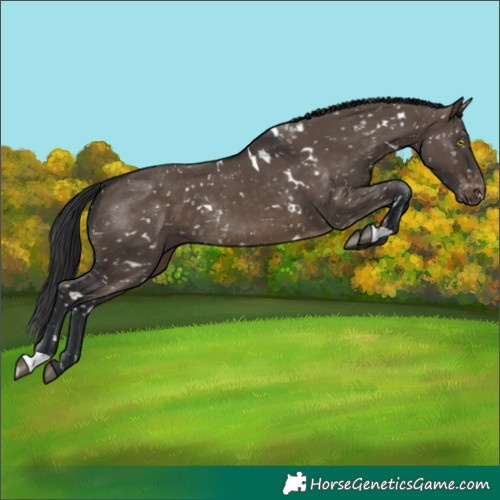 Horse Color:White Spotted Brown Dun Appaloosa Rabicano 