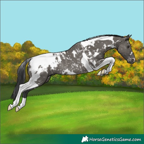 Horse Color:White Spotted Grullo Tobiano Appaloosa Rabicano