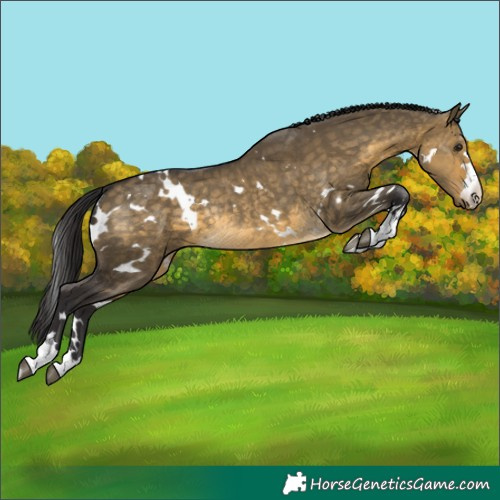 Horse Color:White Spotted Buckskin Dun Rabicano