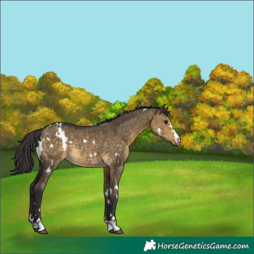 Horse Color:White Spotted Buckskin Dun Rabicano 