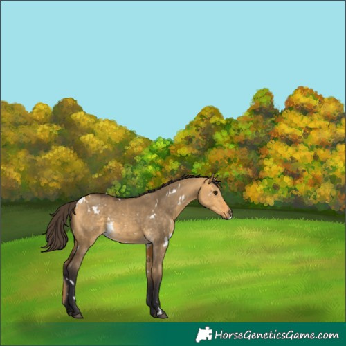 Horse Color:White Spotted Buckskin Dun Rabicano