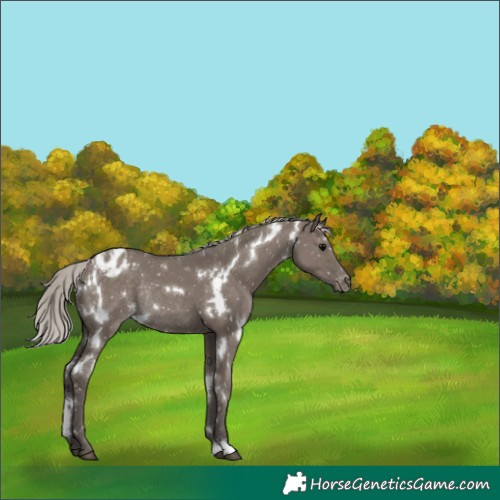 Horse Color:White Spotted Silver Grullo Appaloosa Rabicano 