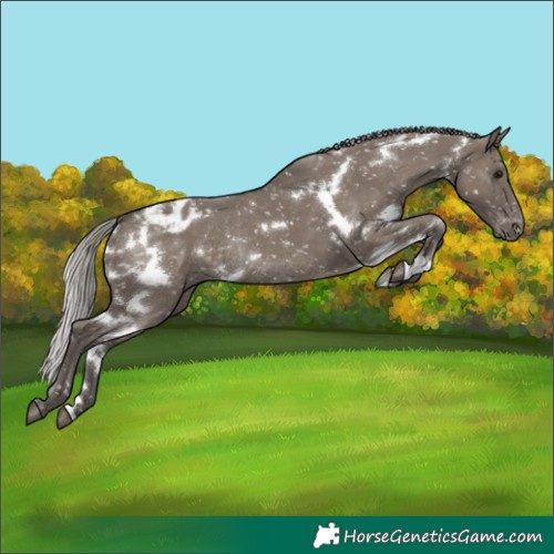 Horse Color:White Spotted Silver Grullo Appaloosa Rabicano