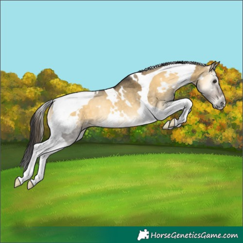 Horse Color:White Spotted Buckskin Onyx Tobiano Rabicano 