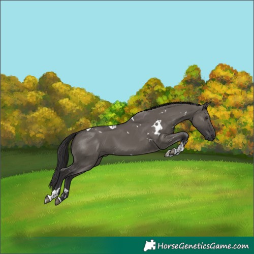 Horse Color:White Spotted Smoky Grullo Tobiano Rabicano 