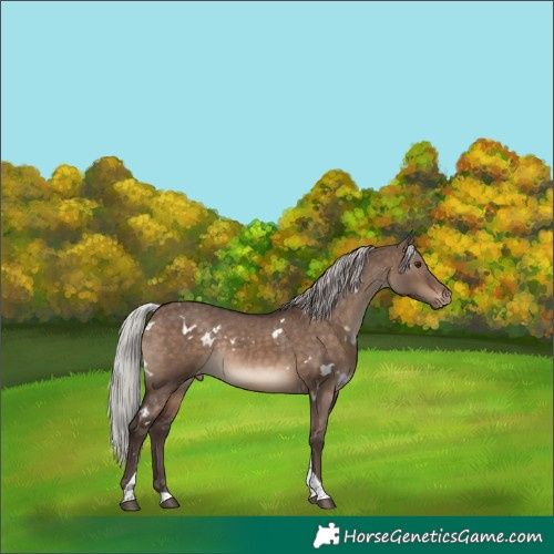 Horse Color:White Spotted Silver Brown Dun Tobiano Appaloosa Rabicano 