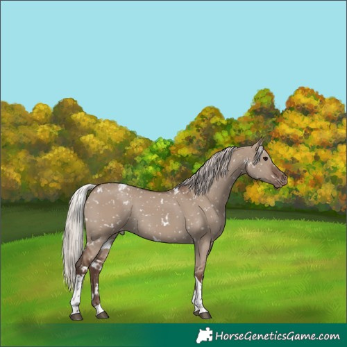 Horse Color:White Spotted Silver Grullo Tobiano Appaloosa Rabicano 
