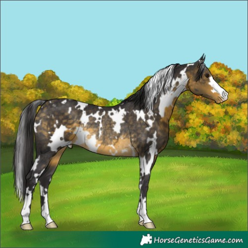 Horse Color:White Spotted Buckskin Appaloosa Rabicano 