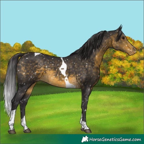 Horse Color:Buckskin Tobiano Appaloosa 